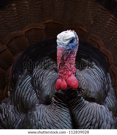Eastern Wild Turkey; sharp, detailed close up portrait of a Tom with tail fanned out; Thanksgiving turkey hunting