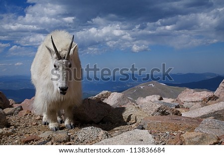 Mountain Goat environmental image; in the sky & clouds 14,000 feet above sea level, Mount Evans, Colorado, near Denver