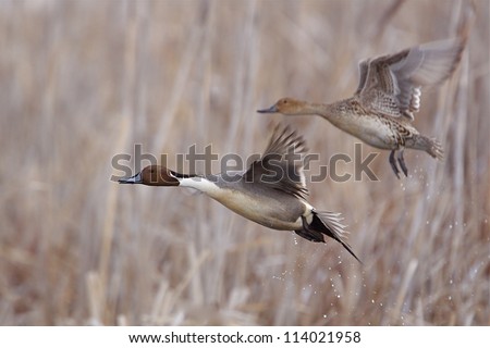 Northern Pintail pair in flight over wetland habitat; duck hunting / wingshooting; Klamath Falls Wildlife Refuge, on the California / Oregon border