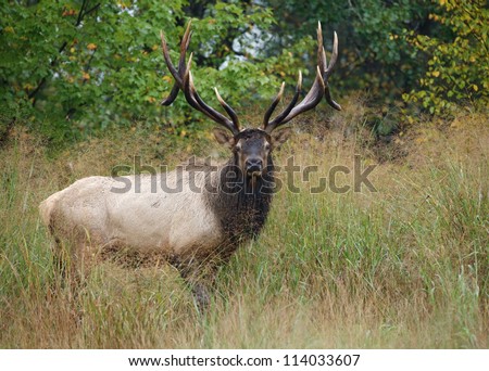 Huge non-typical trophy elk stag; near Benezette, Pennsylvania; big game, elk, & deer hunting