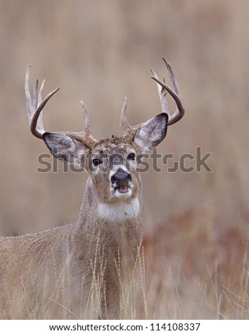 Trophy White tailed Buck Deer Stag portrait; midwest / midwestern Whitetail deer hunting; white tail / white-tail / white-tailed / whitetailed