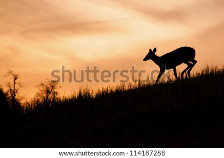 Whitetail Doe Deer running, silhouette, Skyline Drive, Shenandoah National Park, Virginia, USA; White-tail / White tail / White tailed / White-tailed / Whitetailed