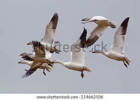 Flock of Snow Geese in flight against a gray sky; Snow Goose waterfowl duck hunting; Pennsylvania birds & wildlife