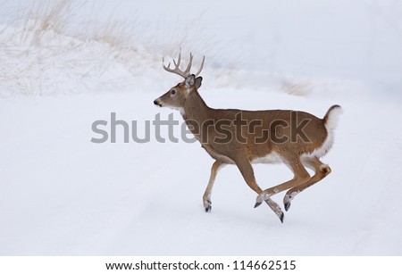 White-Tailed Buck Deer Running In Winter Snow; Whitetail Deer Hunting ...