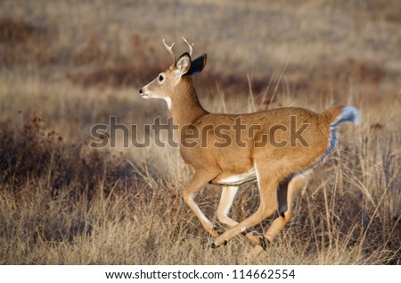 White-tailed Buck Deer running; Whitetail deer hunting the midwest / midwestern; white tail / whitetailed / white-tail / white tailed