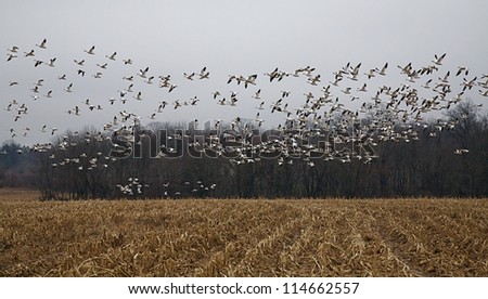 Large flock of Snow Geese in flight over corn field, against a gray sky; Snow Goose waterfowl duck hunting; Pennsylvania birds & wildlife
