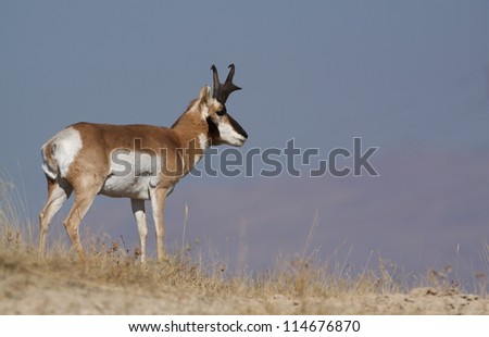 Pronghorn Antelope on the prairie with big blue sky; big game hunting montana