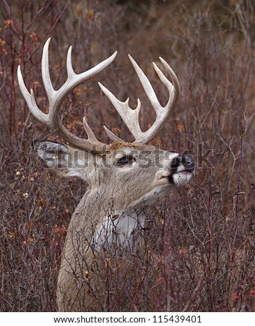 White tailed Buck Deer with trophy non-typical antlers, Adirondack Mountains, New York deer hunting season