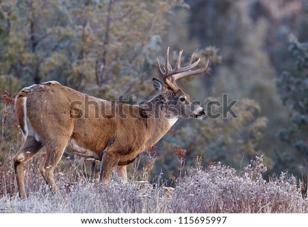 Whitetail Buck Deer Stag, Adirondack Mountains, upstate New York deer hunting season
