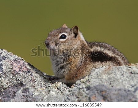 Golden-Mantled Ground Squirrel Poses On A Rock By A Hiking Trail In ...