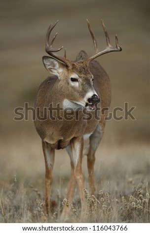 White tailed Buck Deer stag; Minnesota deer hunting season, midwest / midwestern USA; white tail / whitetail / white-tail / white-tailed / whitetailed