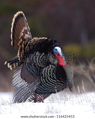 Rio Grande Wild Turkey, strutting in snow with tail fanned out, against a natural background, Cascade Mountains, Washington; spring turkey hunting season