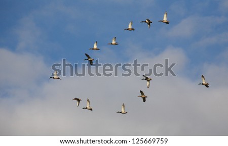 Snow Geese flying against blue sky and clouds, migrating birds in California migration migrate migratory
