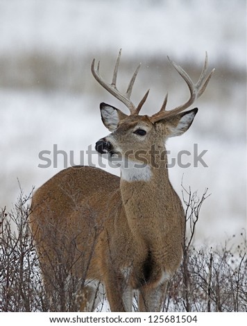 White-tailed Buck Deer Stag in winter snow, Adirondack Mountains, New York deer hunting whitetail / white tail / whitetailed / white tailed
