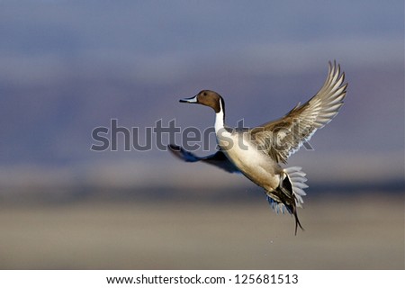 Pintail Duck in flight, isolated against a natural background, duck hunting in California and Oregon