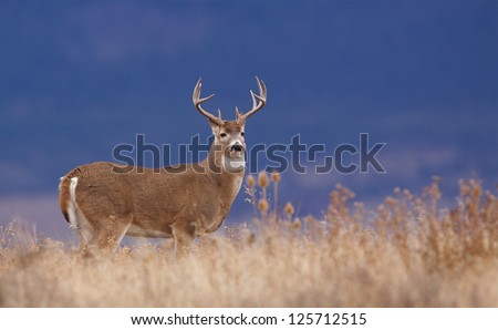 White-Tailed Buck Deer Stag In Prairie Grass Against A Natural Blue ...