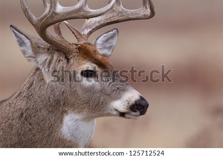 Whitetail Buck Deer highly detailed extreme close up portrait trophy white-tailed deer hunting in the midwestern United States