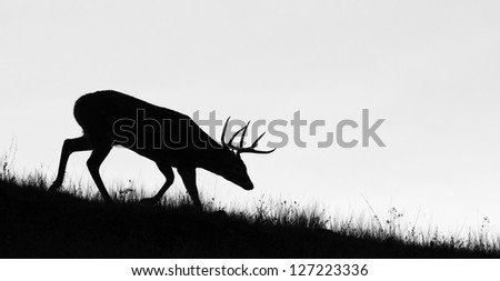 Whitetail Buck Deer Stag, black & white silhouette, head down in the sneak position, Midwestern Deer Hunting the Midwest