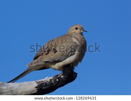 Morning dove perched on branch with natural blue sky background, near Cleveland, Ohio birds and wildlife nature photography migratory bird