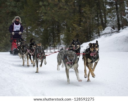 CONCONULLY, WASHINGTON - JANUARY 24:  Junior Driver Jenny Greger, from Bozeman, Montana, and Team compete in the Snow Dog Super Mush Dog Sled Race on January 24, 2010 in Conconully, Washington