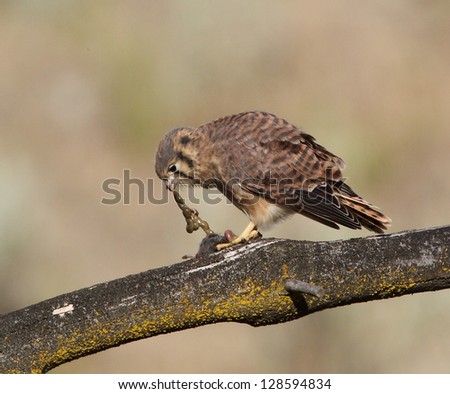 American kestrel / Sparrow Hawk, pulling the intestines & guts out of it's prey, a small mole GRAPHIC BEHAVIOR falco sparverius falcon