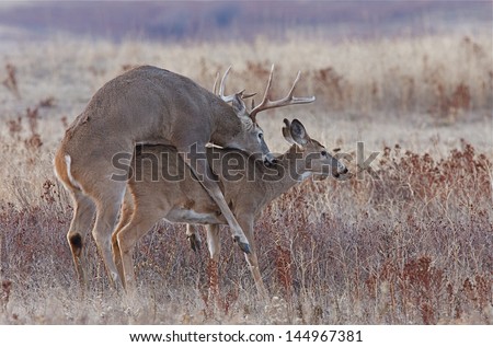 Whitetail Deer Buck and Doe breeding having sex mating during the November rut, which is during deer hunting season.