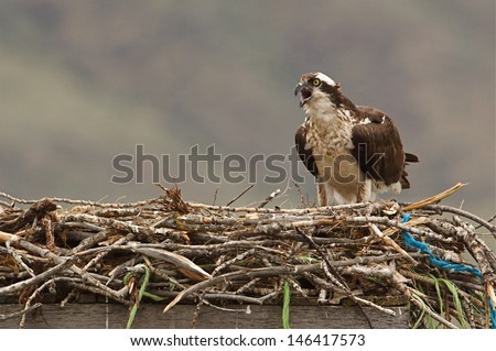 Osprey on nest of twigs, string, and twine atop a man made nesting platform Ospreys are also known as  Sea Hawks, Seahawks, Fish Hawk, Sea Eagle, Pandion haliaetus