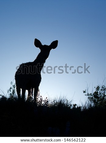 Silhouette of a female doe deer, Mule Deer, odocoileus hemionus deer standing in prairie habitat in the Rocky Mountain foothills near the United States / Canada border