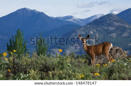 Mule Deer doe, Odocoileus hemionus, in mountainous alpine habitat surrounded by wild sun flowers in the Pacific Northwest\'s Cascade Mountains Adult Mule Deer are vegetarians / vegans / herbivores