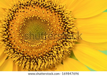 Sunflower; highly detailed closeup of the central portion of a sun flower bloom, showing the parts of the flower at the early stage of sunflower seed development