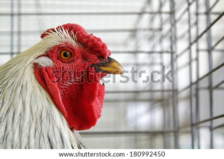 Chicken in a Cage, not free range poultry farming highly detailed portrait clearly showing the wire cages in the background animal rights issue: free range vs. captive pen raised chickens