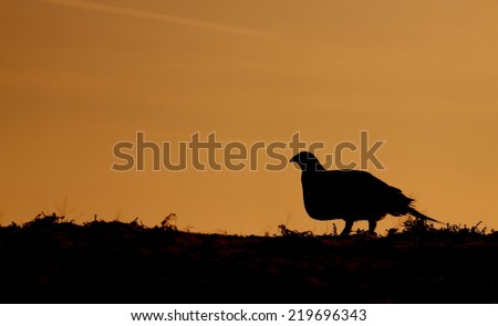 Greater Sage Grouse, Centrocercus urophasianus endangered / threatened species skyline silhouette sunrise / sunset image with room for text / copy upland game bird hunting in the western United States