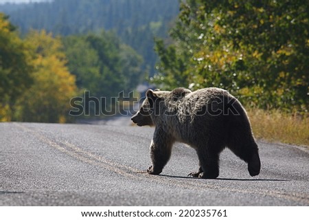 Grizzly Bear walks across the road in Glacier National Park, in the Rocky Mountains of Montana.