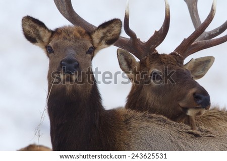 Stand Beside Me / Stand Behind Me Male and Female Rocky Mountain Elk, Cervus canadensis, close up portrait with selective focus on the female (the male is tastefully out of focus, a.k.a. \