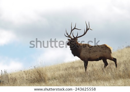 Rocky Mountain Elk, Cervus canadensis  Large Bull Elk Stag on grassy slope, background of blue sky and clouds Big game & deer hunting in Montana, Colorado, Wyoming, Oregon, Idaho, Utah, & Washington