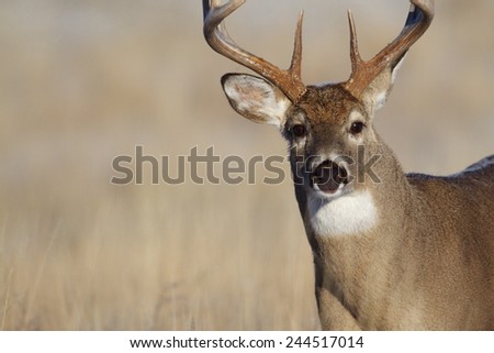 Mature Whitetail Buck, highly detailed close up portrait free range deer hunting in midwestern states Ohio Illinois Indiana Michigan Wisconsin Minnesota Missouri Kansas Nebraska North South Dakota