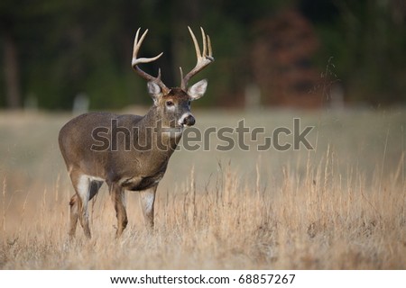 Trophy Whitetail Buck deer walking through hay field in the Appalachian Mountains, Smoky Mountains National Park, Tennessee / North Carolina;  white-tailed / white-tail / white tailed / whitetailed