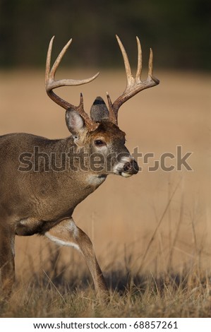 Trophy-class Whitetail Deer, close-up of a 9 point buck walking through hay field in the Appalachian Mountains; white tail / white-tail / white tailed / whitetailed / white-tailed
