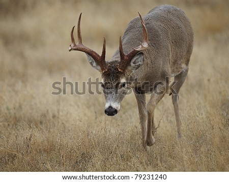 Whitetail Buck Deer Walking With Head Down, In 