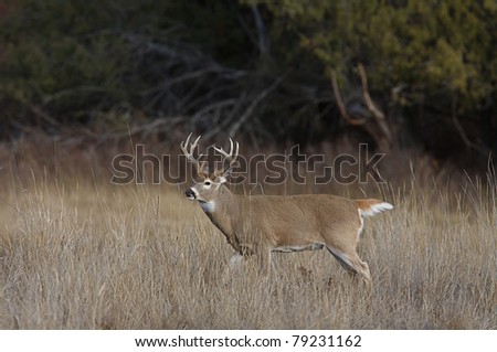 Whitetail Buck Deer with large antlers walking through habitat with head turned and tail partially raised