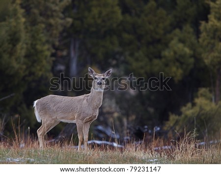 Whitetail Deer in Yellowstone National Park (Whitetail Deer very rare in YNP)