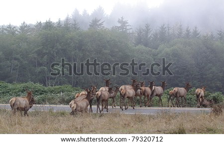 Herd of Roosevelt Elk crossing Highway 101 in coastal northern California, Redwood National Park
