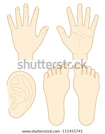 hand, the sole of a foot, ear