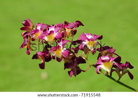 Purple orchid isolated on a nature green background