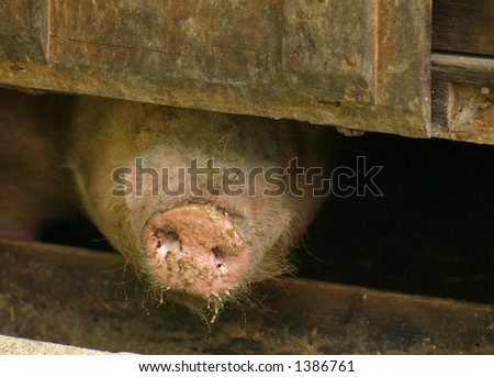 Nose of a pig