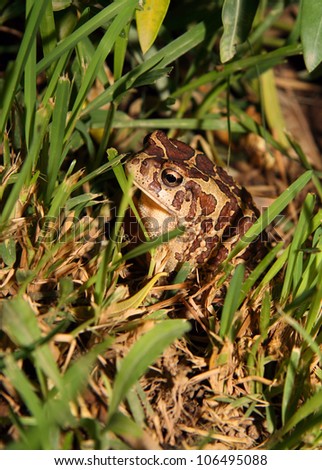 Moroccan Spadefoot Toad (Pelobates varaldii) in the grass at night. Protected species - rare photo