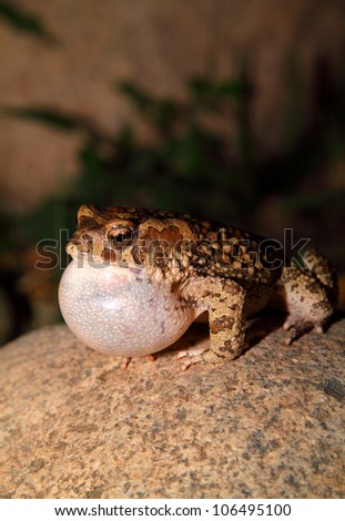 Moroccan Spadefoot Toad (Pelobates varaldii) in the wild calling at night - protected species - very rare photo