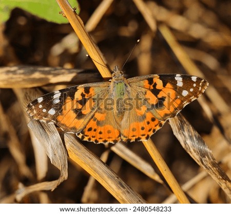 Similar – Foto Bild Vanessa cardui. Bunter Schmetterling auf einem Blatt sitzend. Selektiver Fokus auf Makrofotografie.