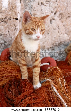 Beautiful stray ginger and white cat on fishing nets Dubrovnik harbor Croatia