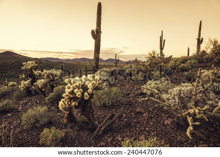 Beautiful desert scene at dusk in Phoenix, Arizona,USA